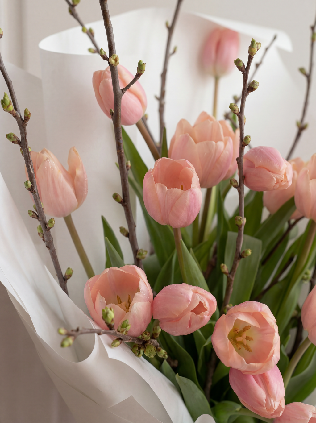 Soft Power Tulips with Forsythia