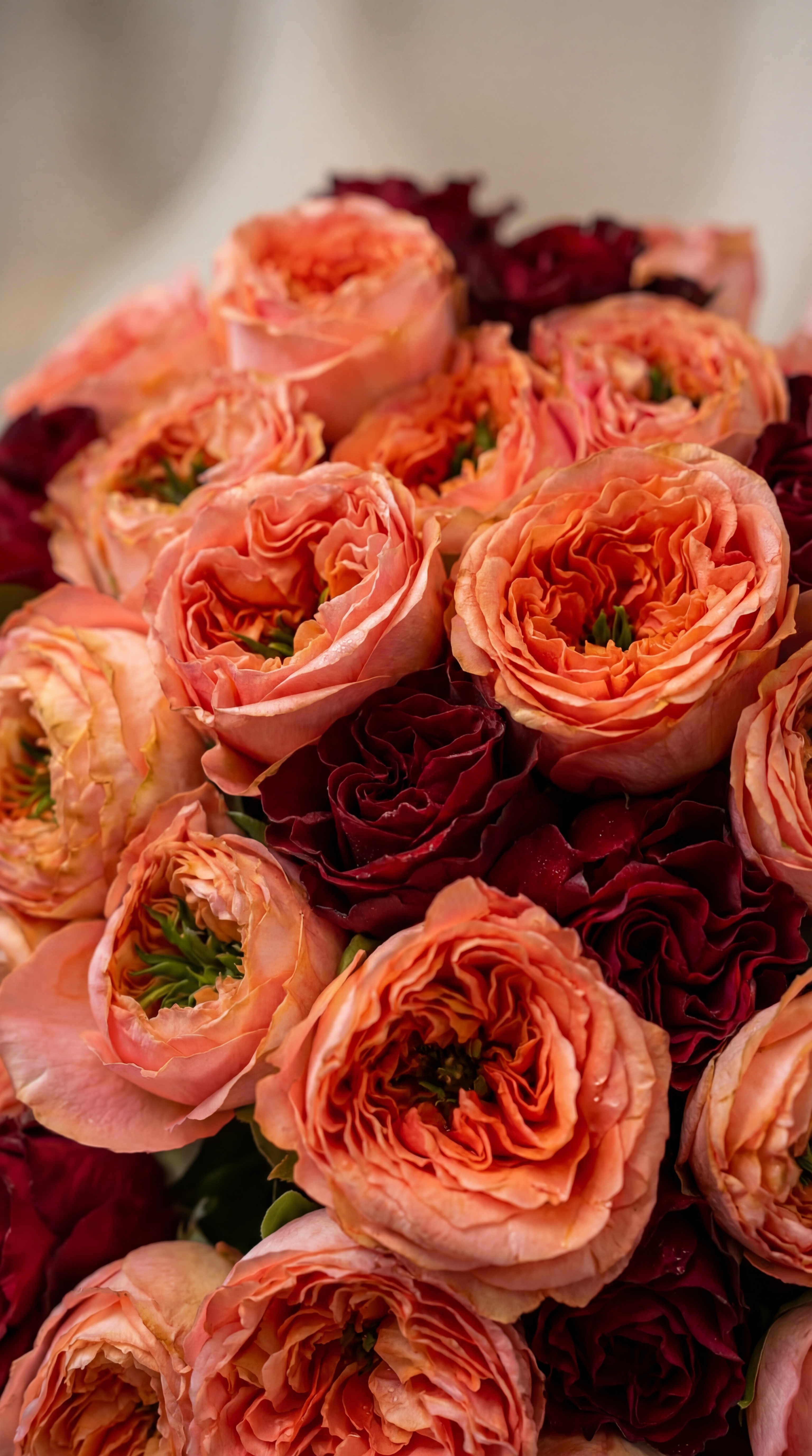 Wild Love Roses