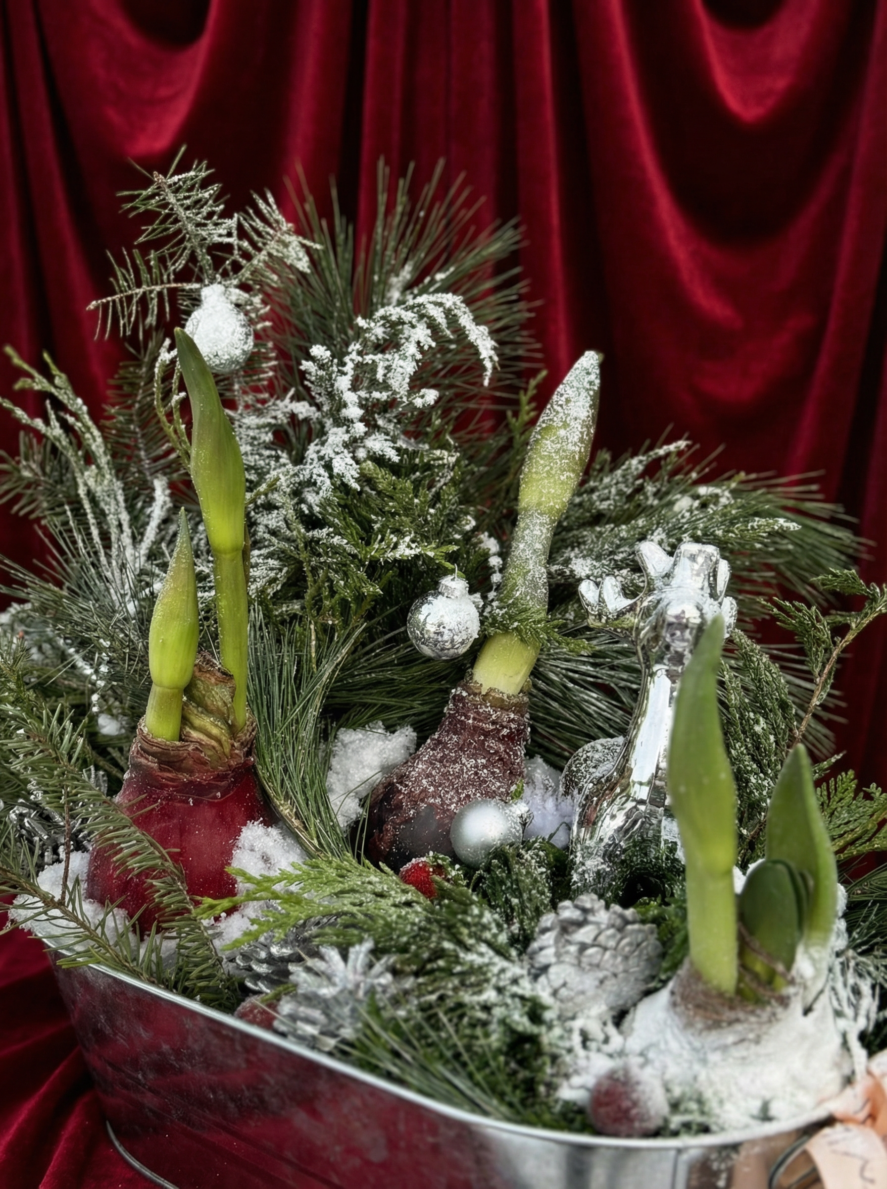 Waxed Amaryllis Bulbs