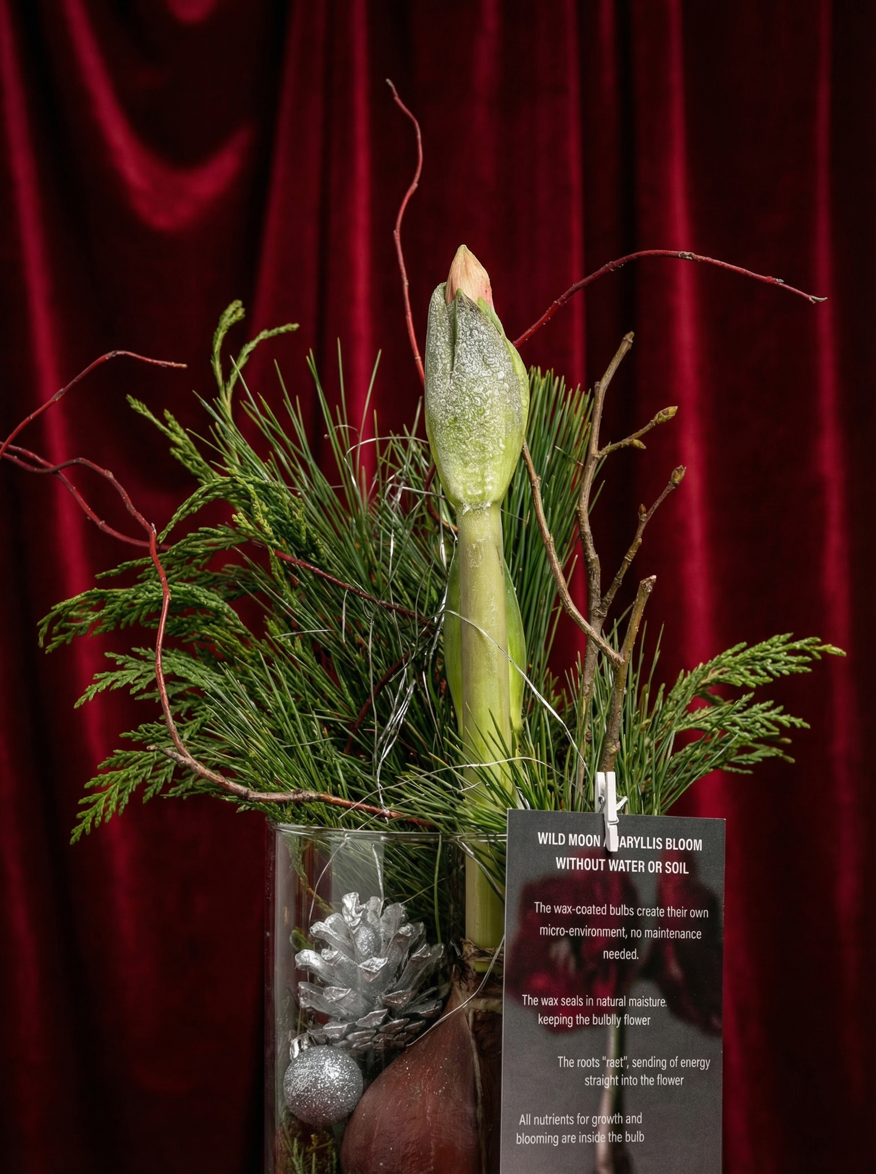 Waxed Amaryllis Bulbs