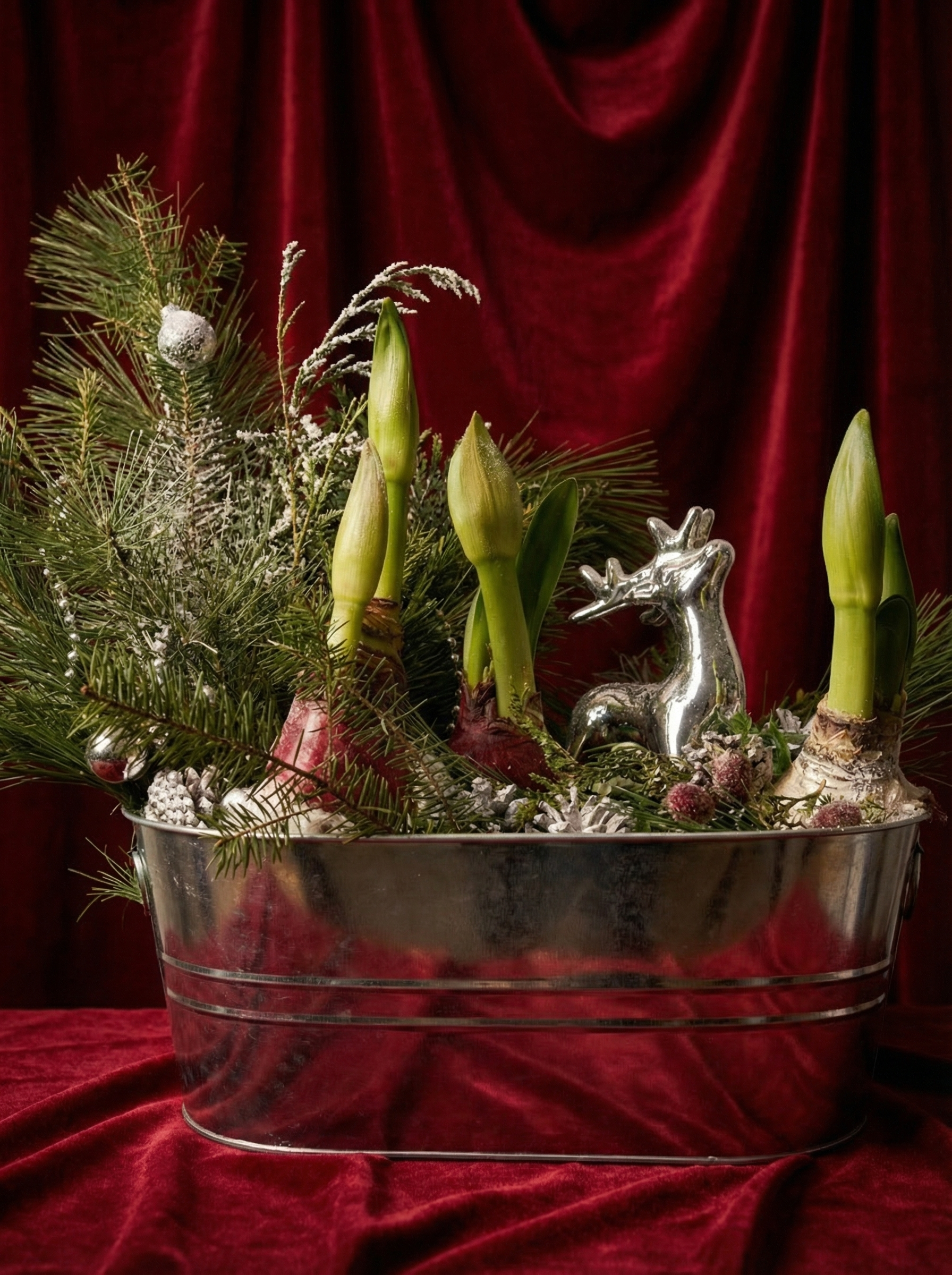 Waxed Amaryllis Bulbs