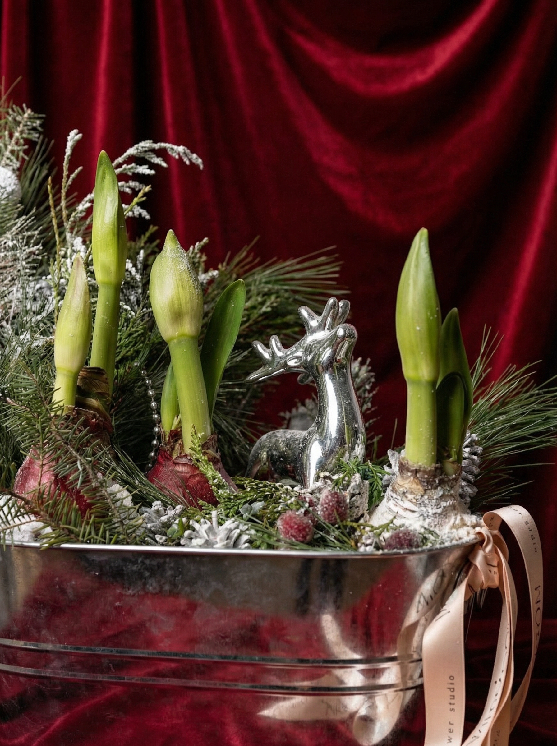 Waxed Amaryllis Bulbs