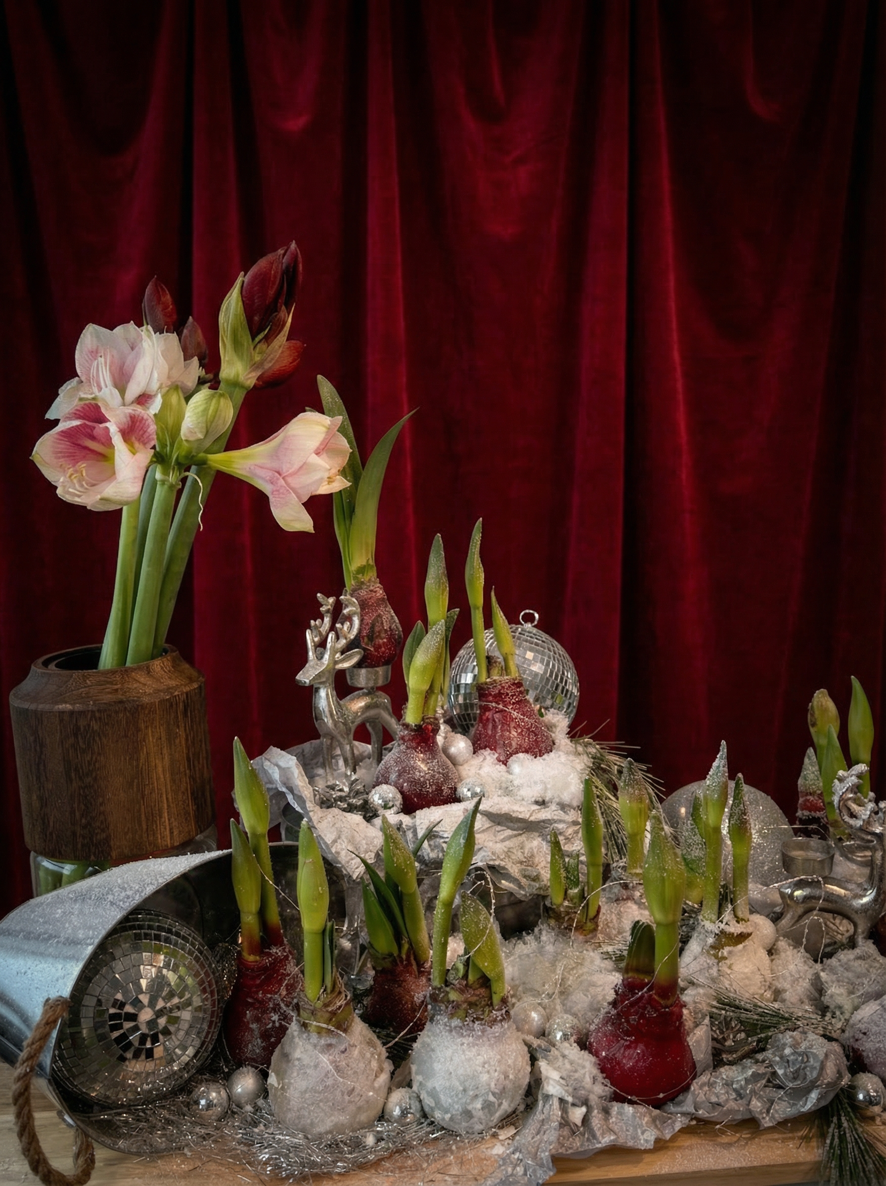 Waxed Amaryllis Bulbs