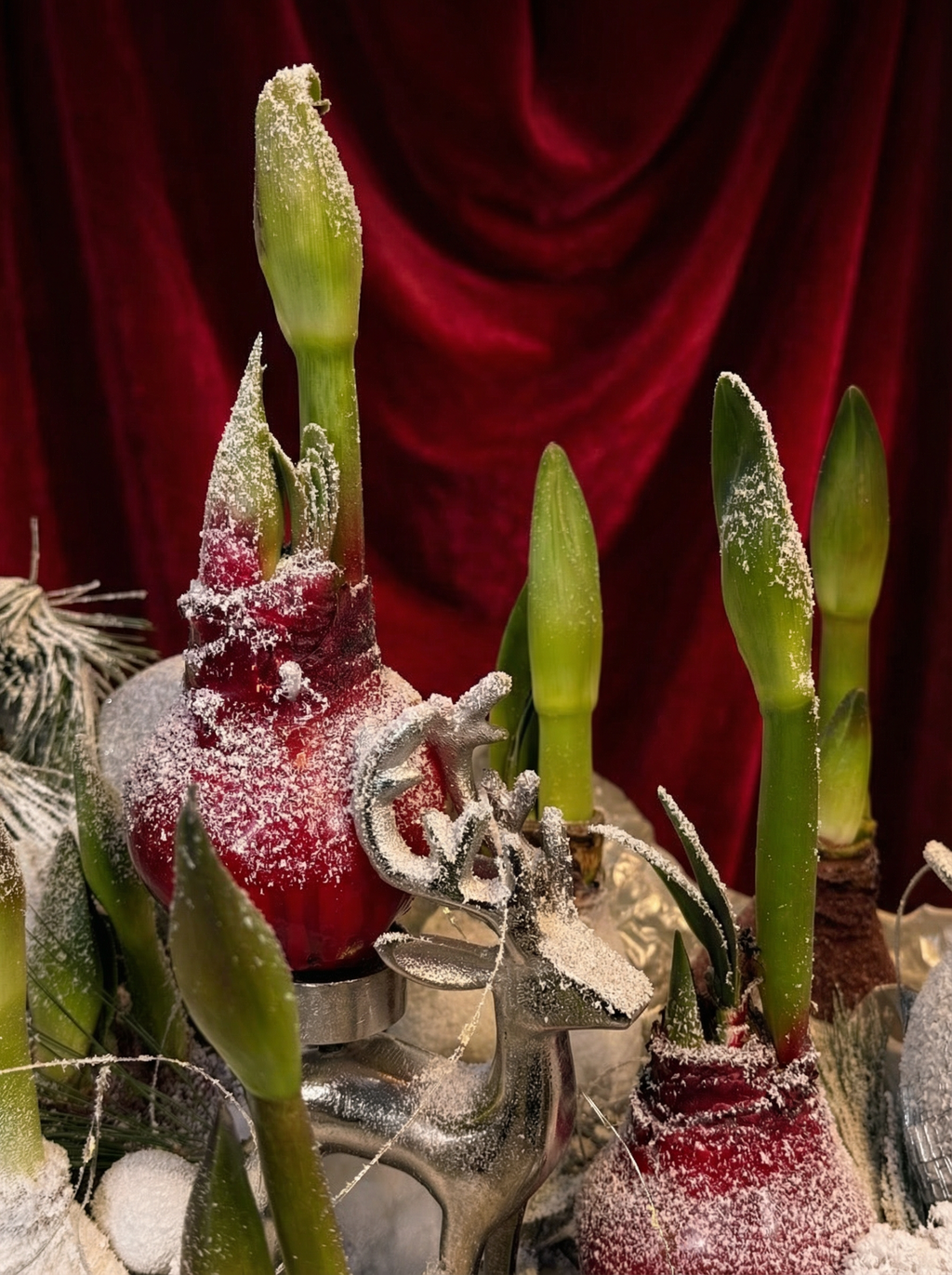 Waxed Amaryllis Bulbs